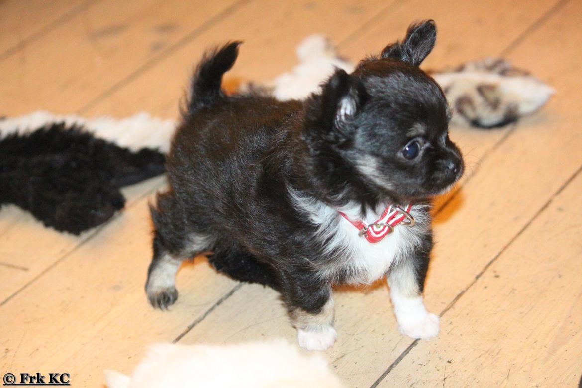 Chihuahua DKCH Frk Kvistes DeeDee the DramaQueen billede 15