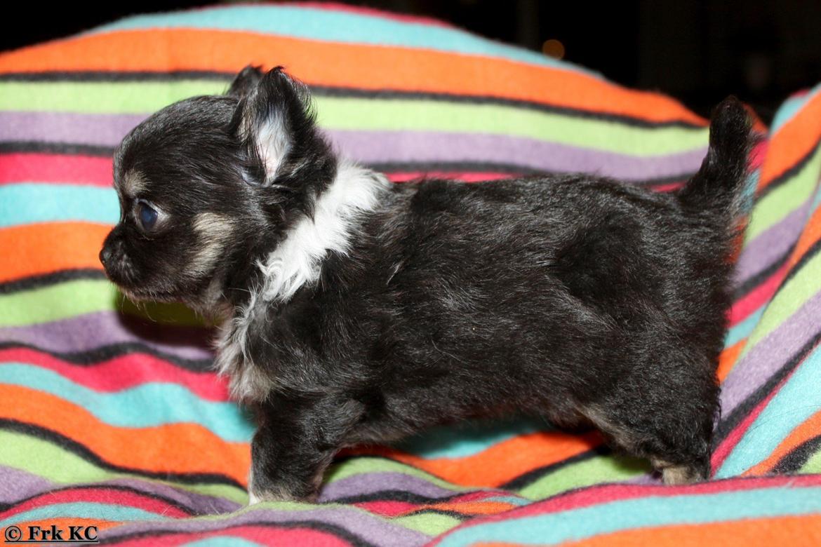Chihuahua DKCH Frk Kvistes DeeDee the DramaQueen billede 16