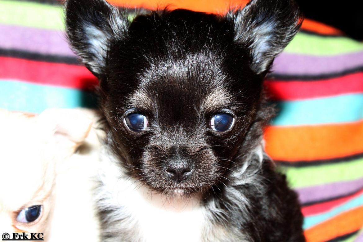 Chihuahua DKCH Frk Kvistes DeeDee the DramaQueen billede 17