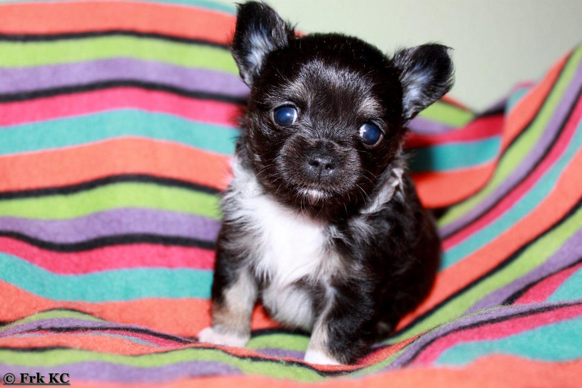 Chihuahua DKCH Frk Kvistes DeeDee the DramaQueen billede 18