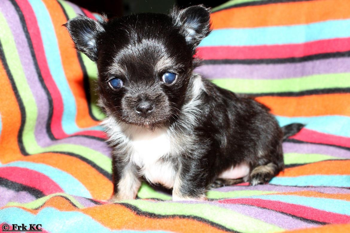 Chihuahua DKCH Frk Kvistes DeeDee the DramaQueen billede 19