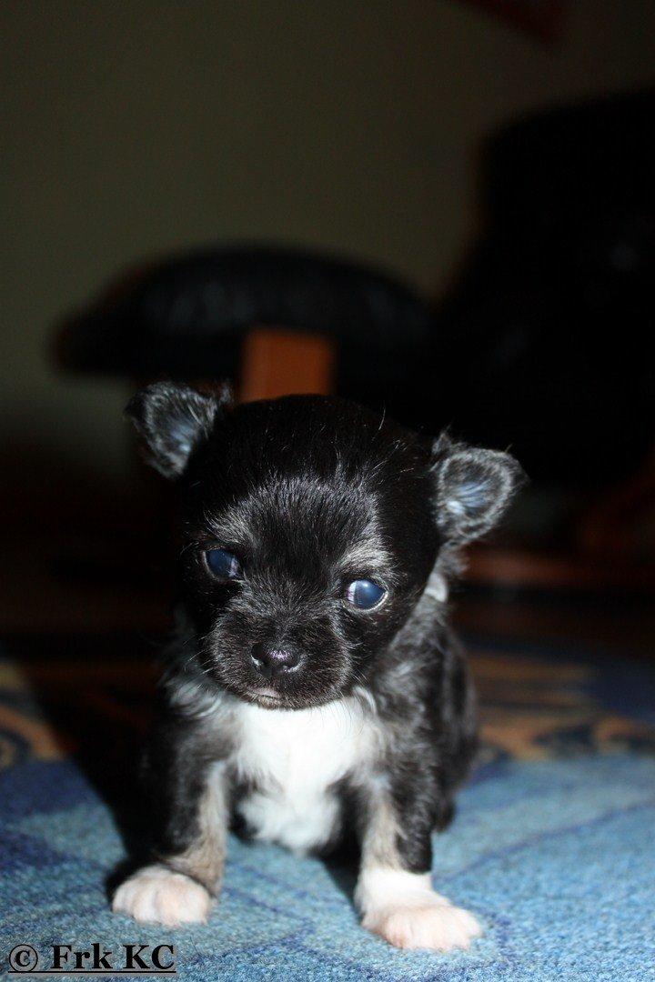 Chihuahua DKCH Frk Kvistes DeeDee the DramaQueen billede 20