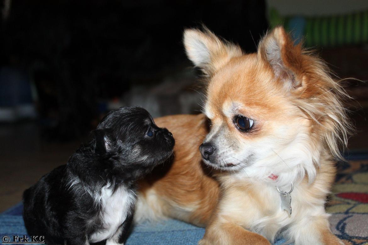 Chihuahua DKCH Frk Kvistes DeeDee the DramaQueen billede 21