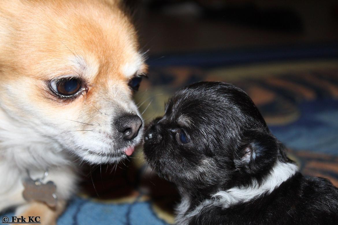 Chihuahua DKCH Frk Kvistes DeeDee the DramaQueen billede 22