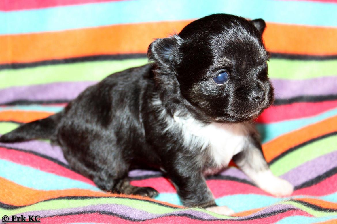 Chihuahua DKCH Frk Kvistes DeeDee the DramaQueen billede 23