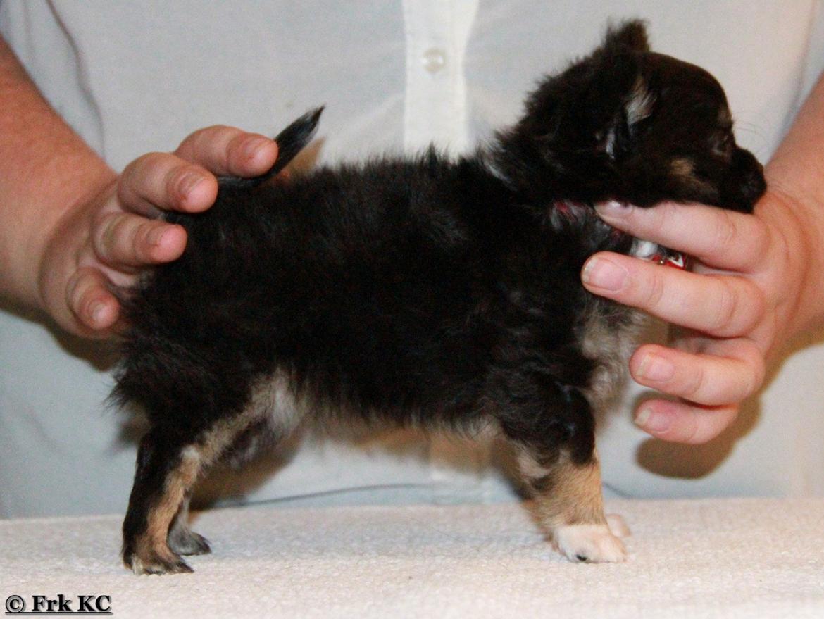 Chihuahua DKCH Frk Kvistes DeeDee the DramaQueen billede 3