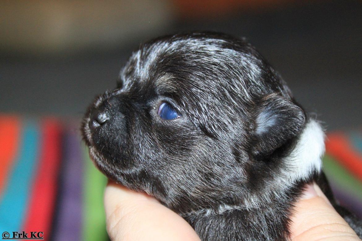 Chihuahua DKCH Frk Kvistes DeeDee the DramaQueen billede 25