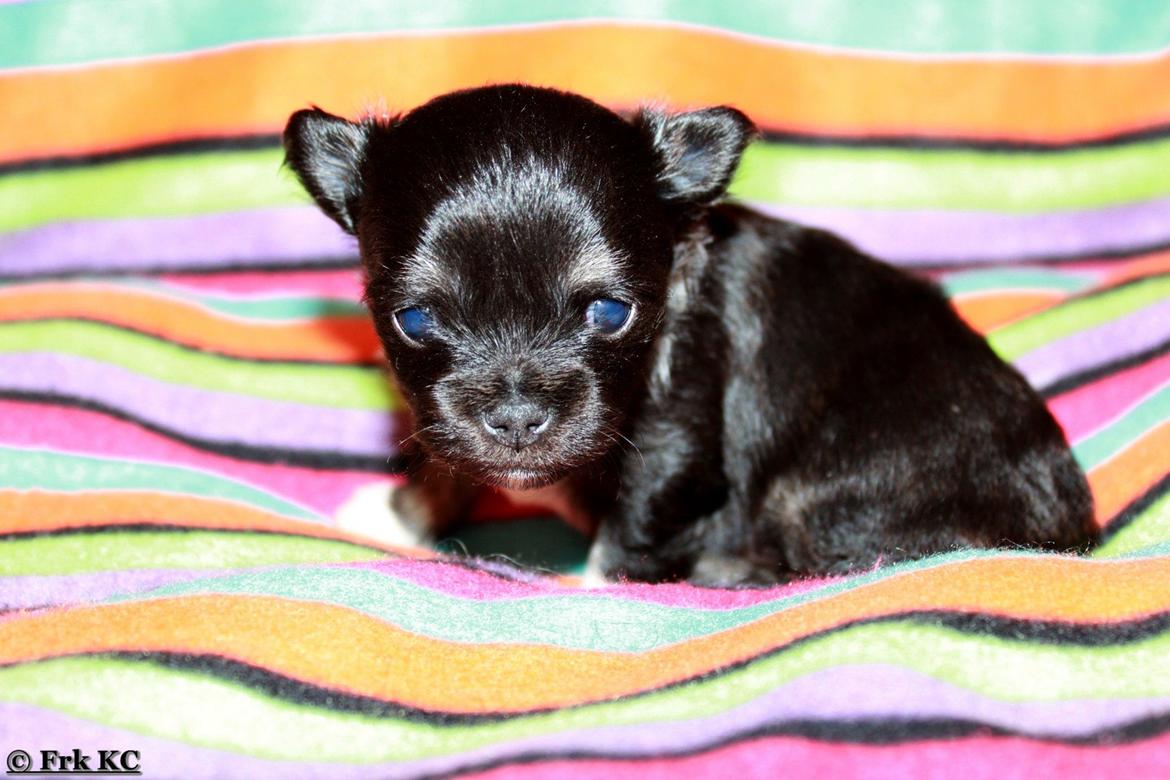 Chihuahua DKCH Frk Kvistes DeeDee the DramaQueen billede 24