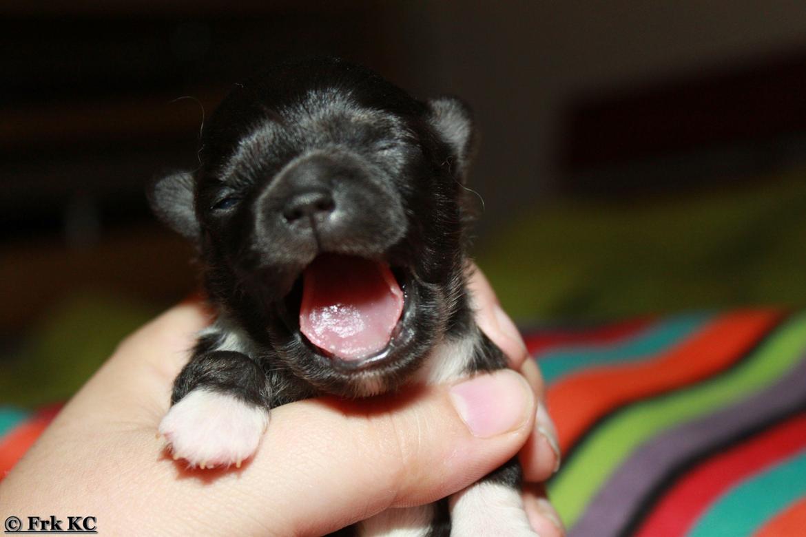 Chihuahua DKCH Frk Kvistes DeeDee the DramaQueen billede 27