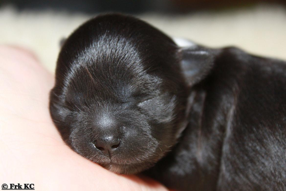 Chihuahua DKCH Frk Kvistes DeeDee the DramaQueen billede 28