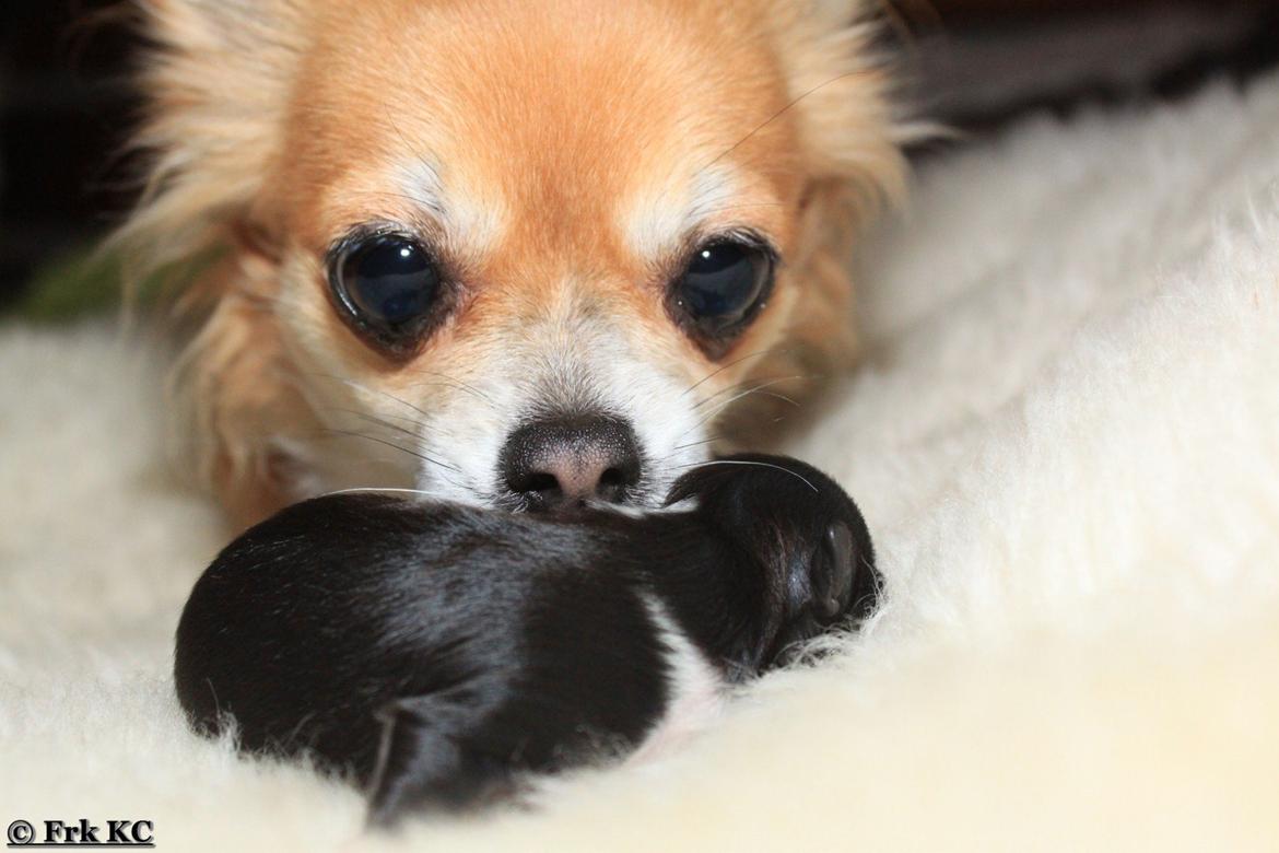 Chihuahua DKCH Frk Kvistes DeeDee the DramaQueen billede 29