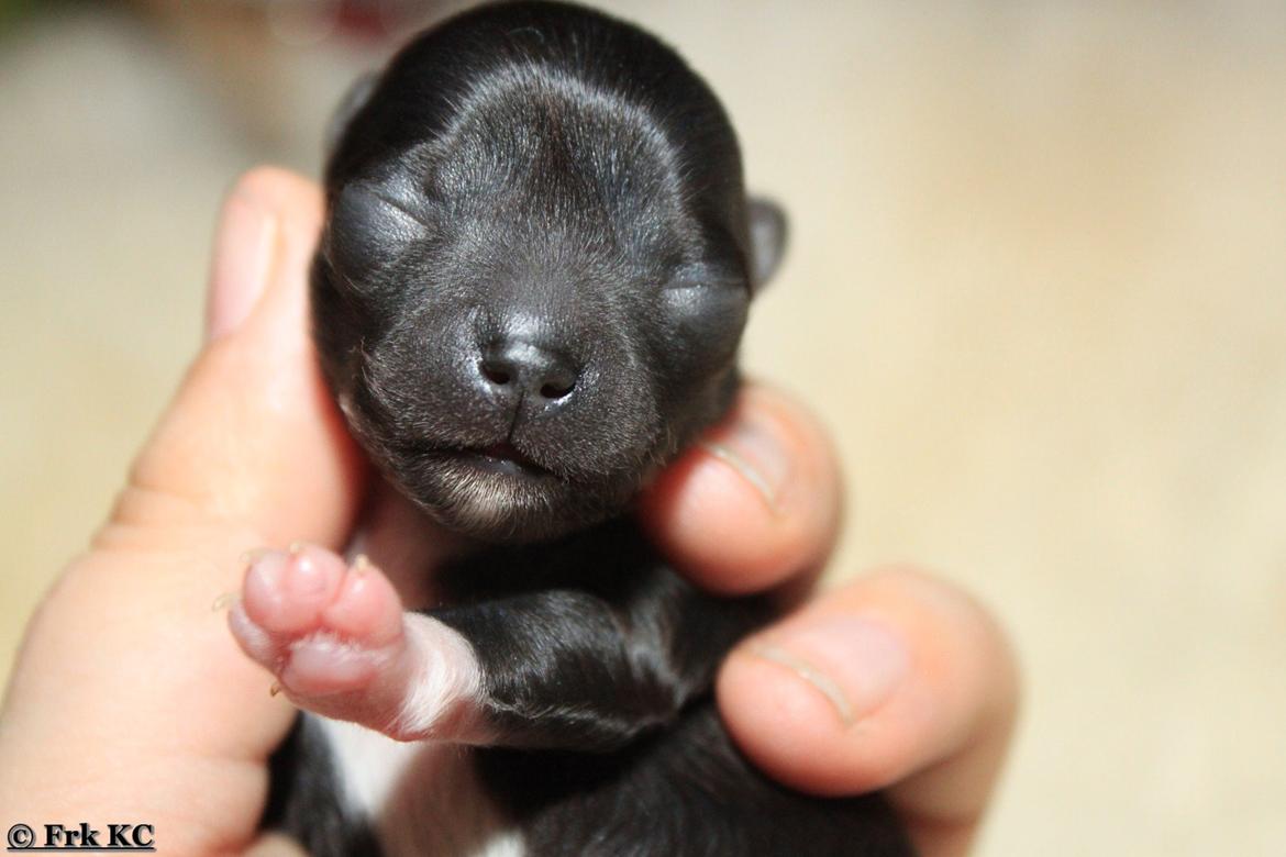 Chihuahua DKCH Frk Kvistes DeeDee the DramaQueen billede 30