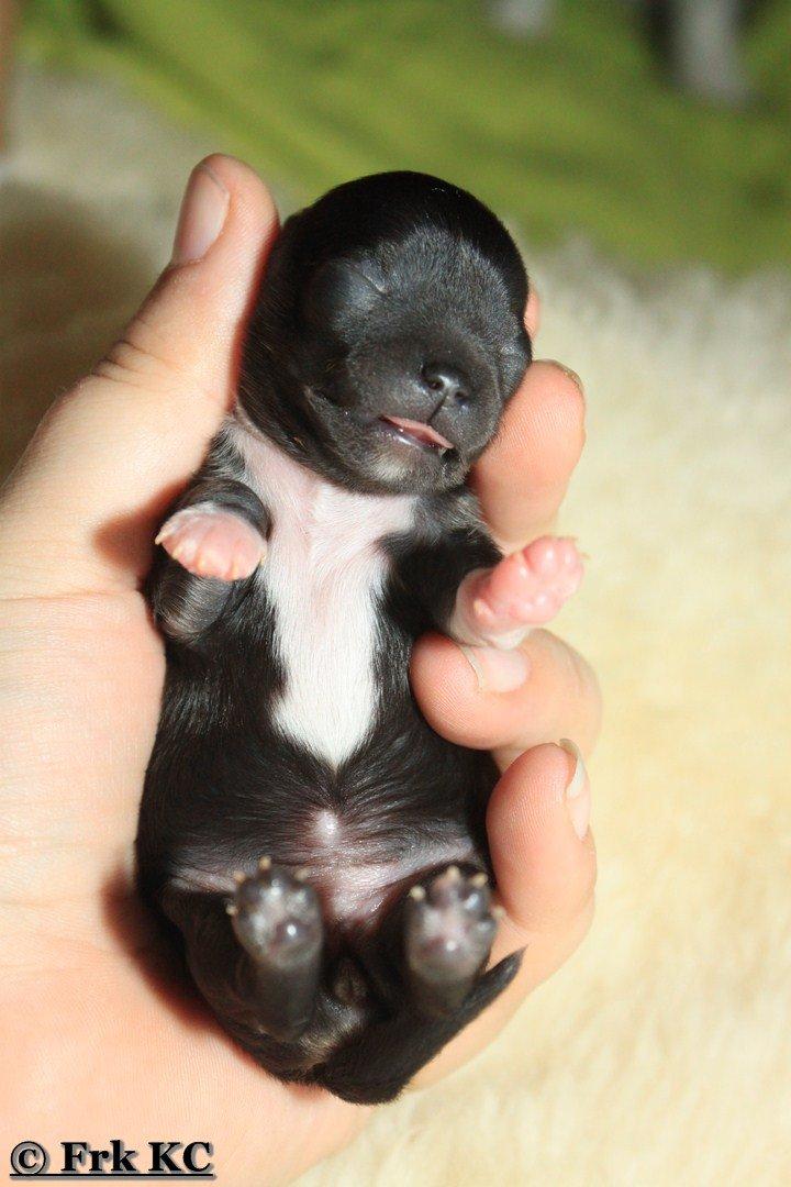 Chihuahua DKCH Frk Kvistes DeeDee the DramaQueen billede 31