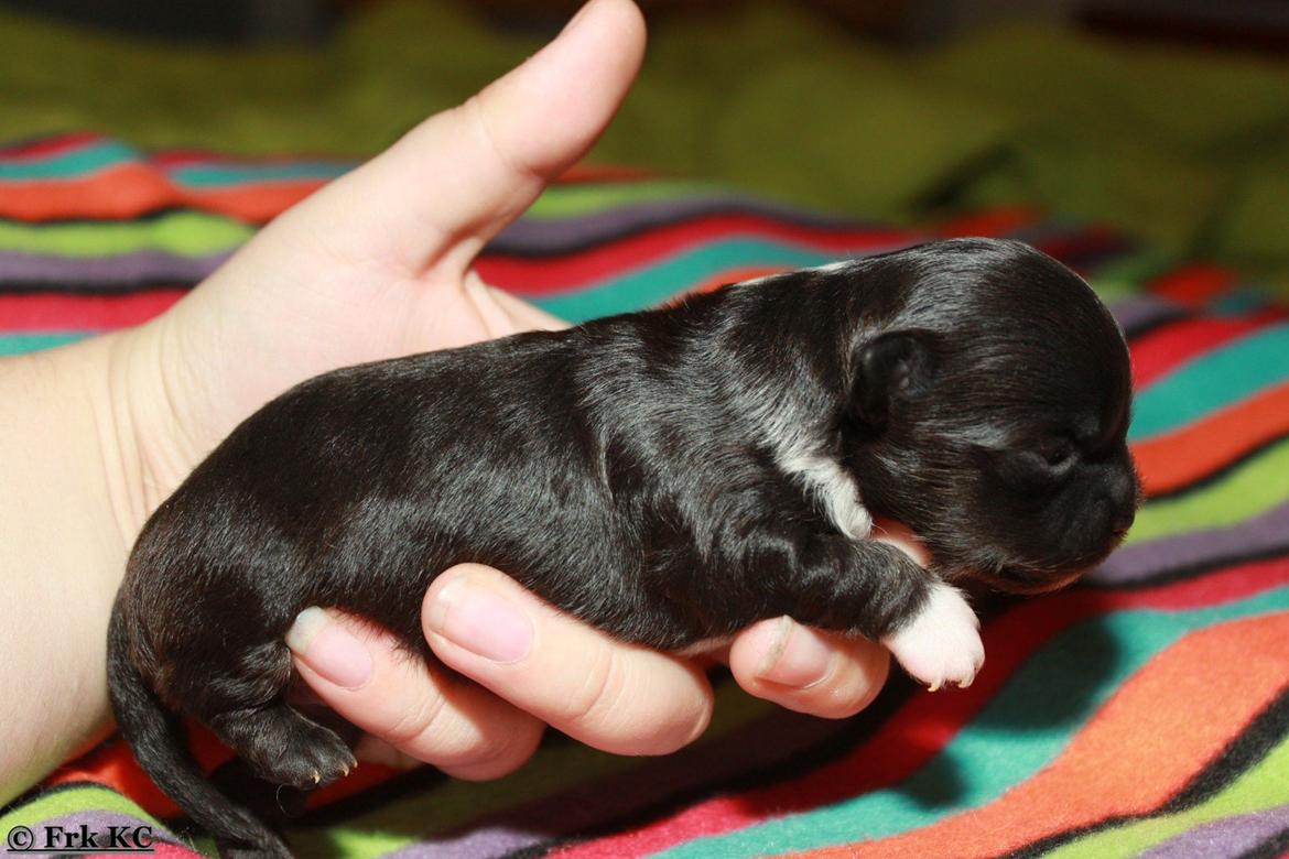 Chihuahua DKCH Frk Kvistes DeeDee the DramaQueen billede 26