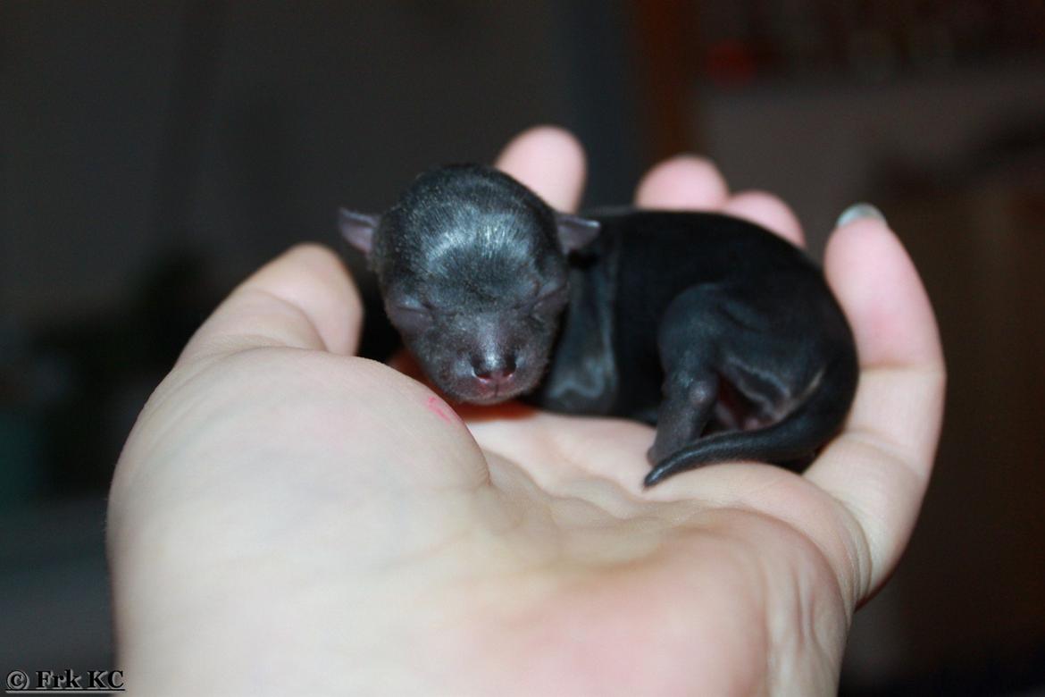 Chihuahua DKCH Frk Kvistes DeeDee the DramaQueen billede 32