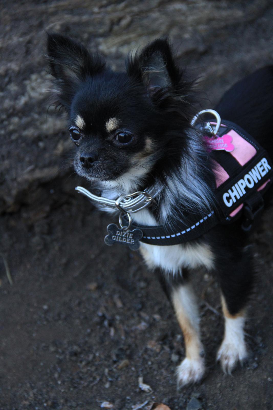 Chihuahua DKCH Frk Kvistes DeeDee the DramaQueen billede 33