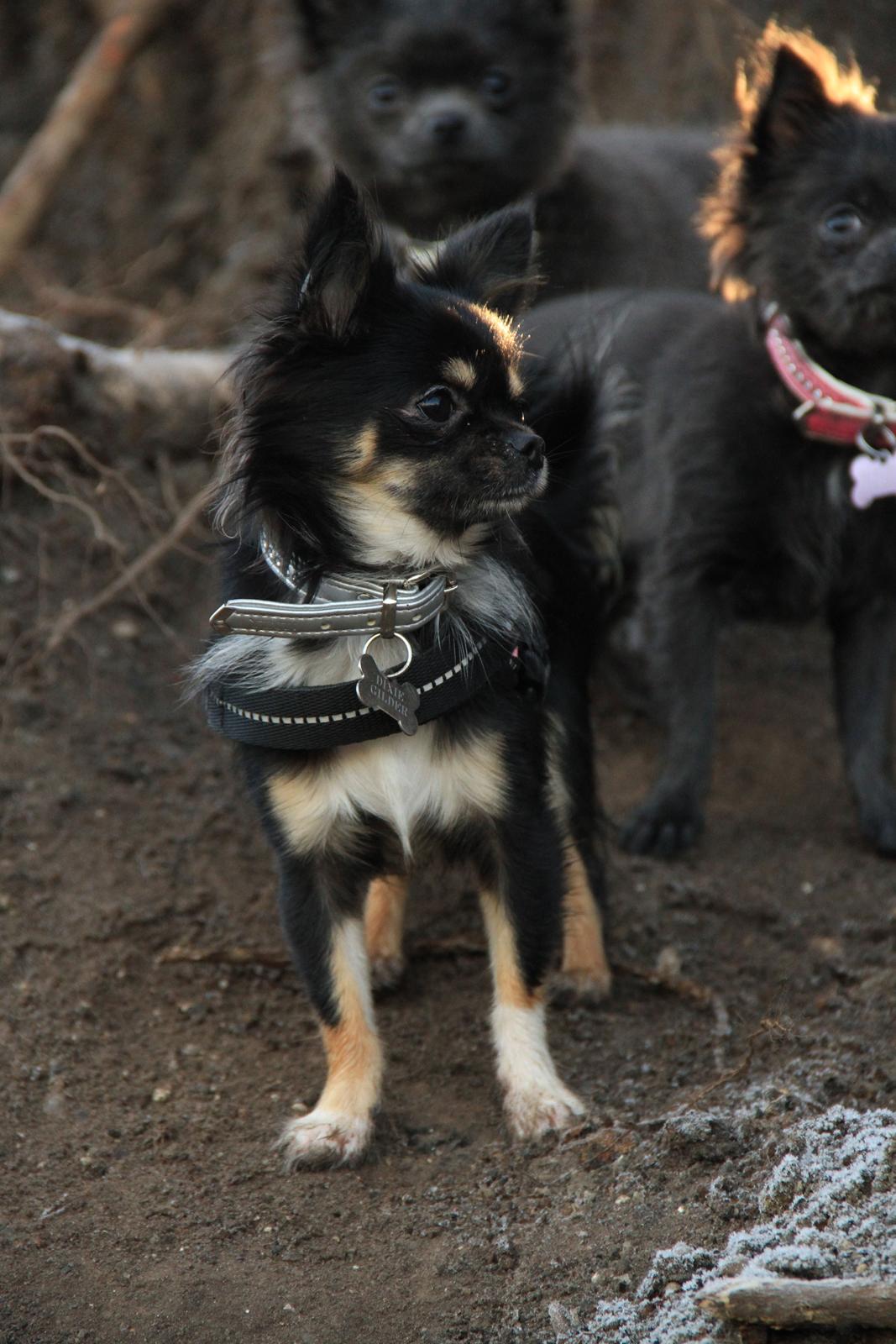 Chihuahua DKCH Frk Kvistes DeeDee the DramaQueen billede 35