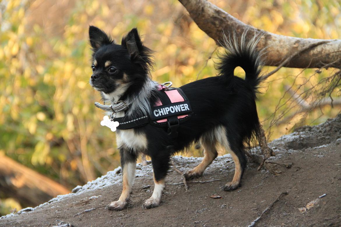 Chihuahua DKCH Frk Kvistes DeeDee the DramaQueen billede 2