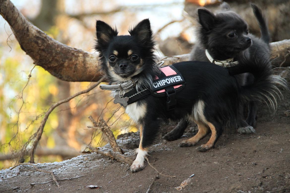 Chihuahua DKCH Frk Kvistes DeeDee the DramaQueen billede 34