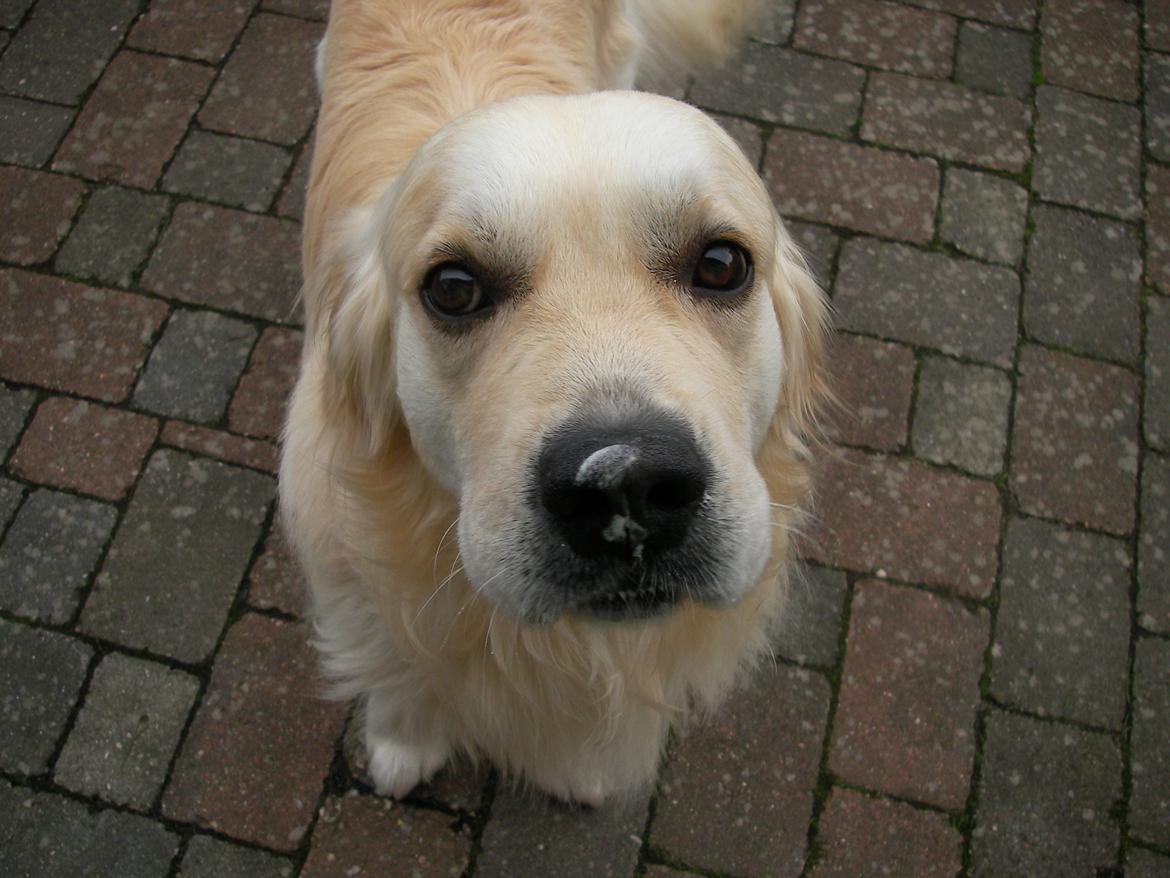 Golden retriever Carlo billede 5