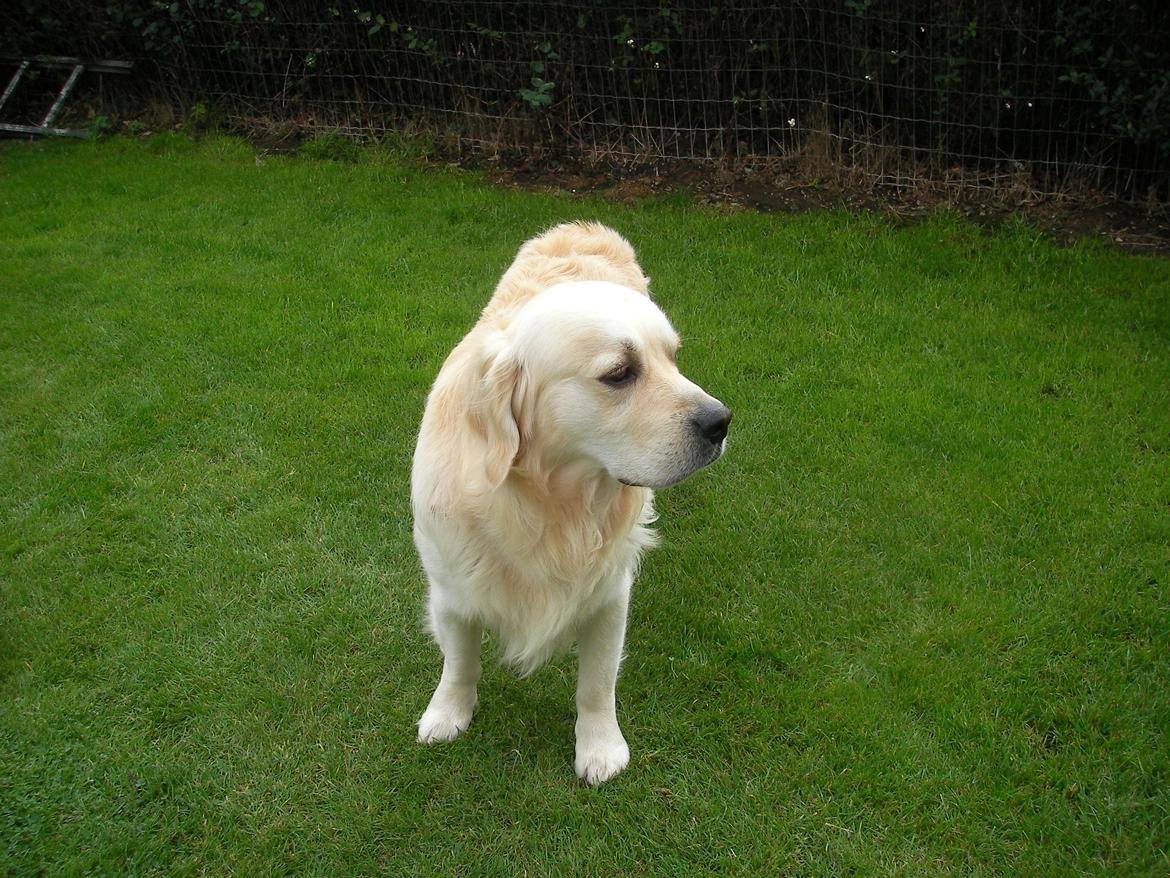 Golden retriever Carlo billede 6