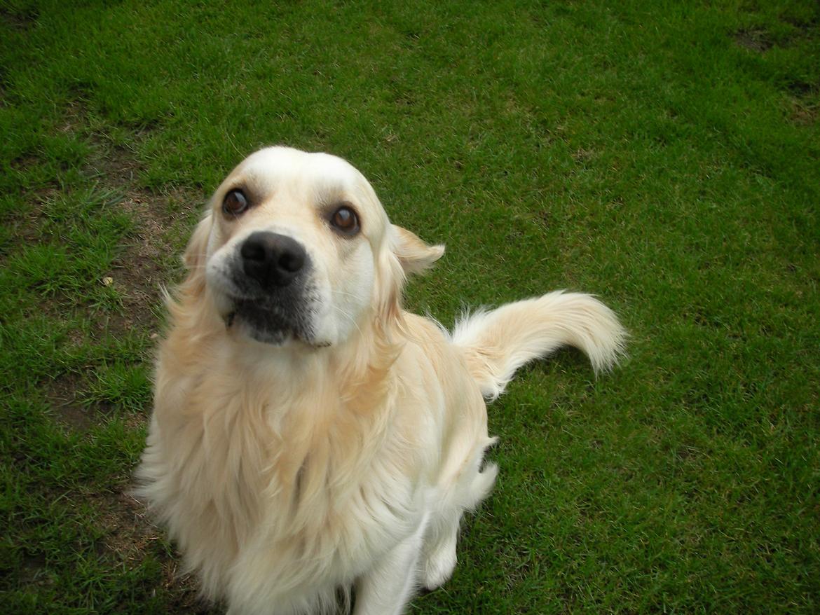 Golden retriever Carlo billede 9