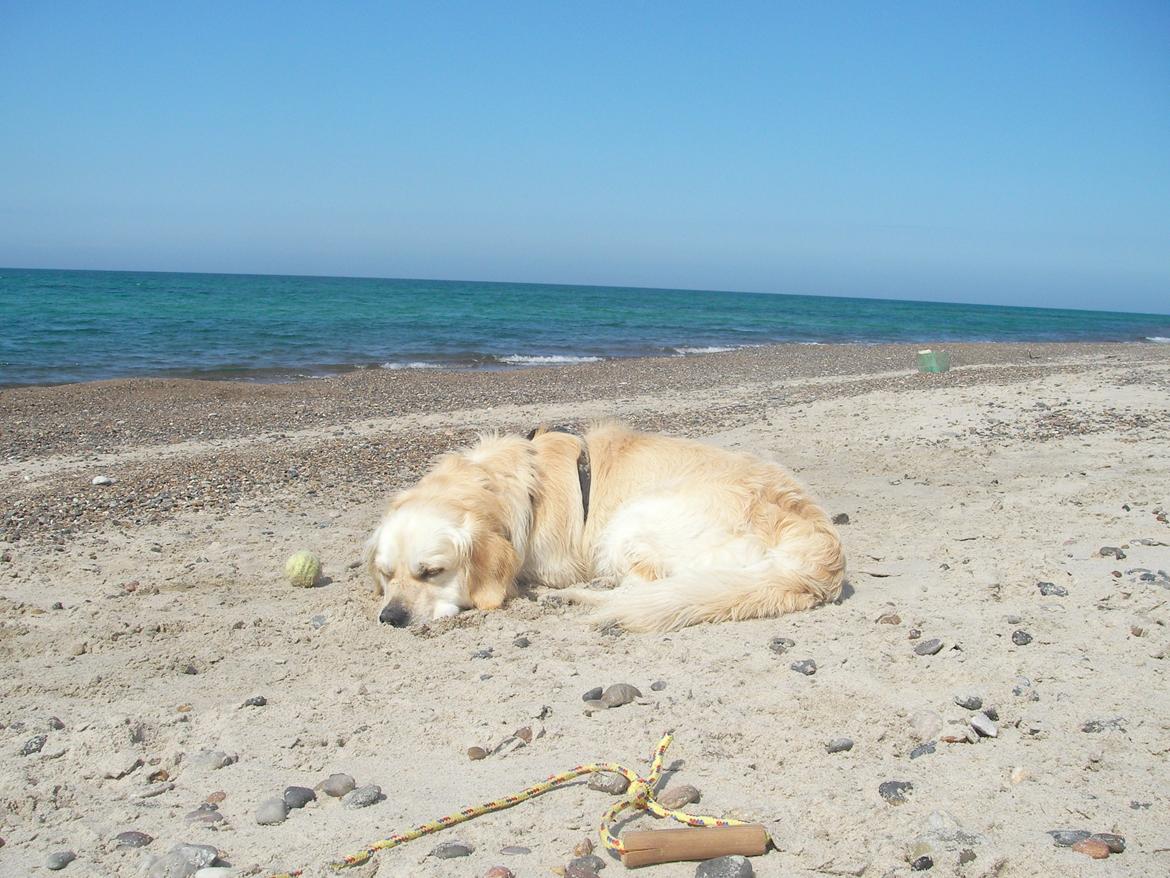 Golden retriever Carlo billede 13