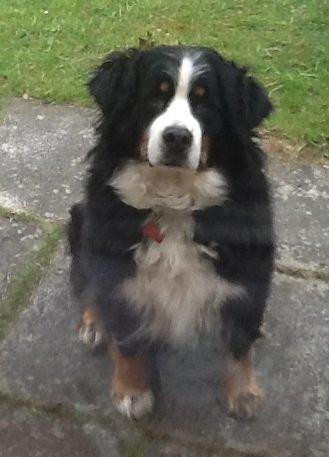 Berner sennenhund Euro Kensens Edna billede 19