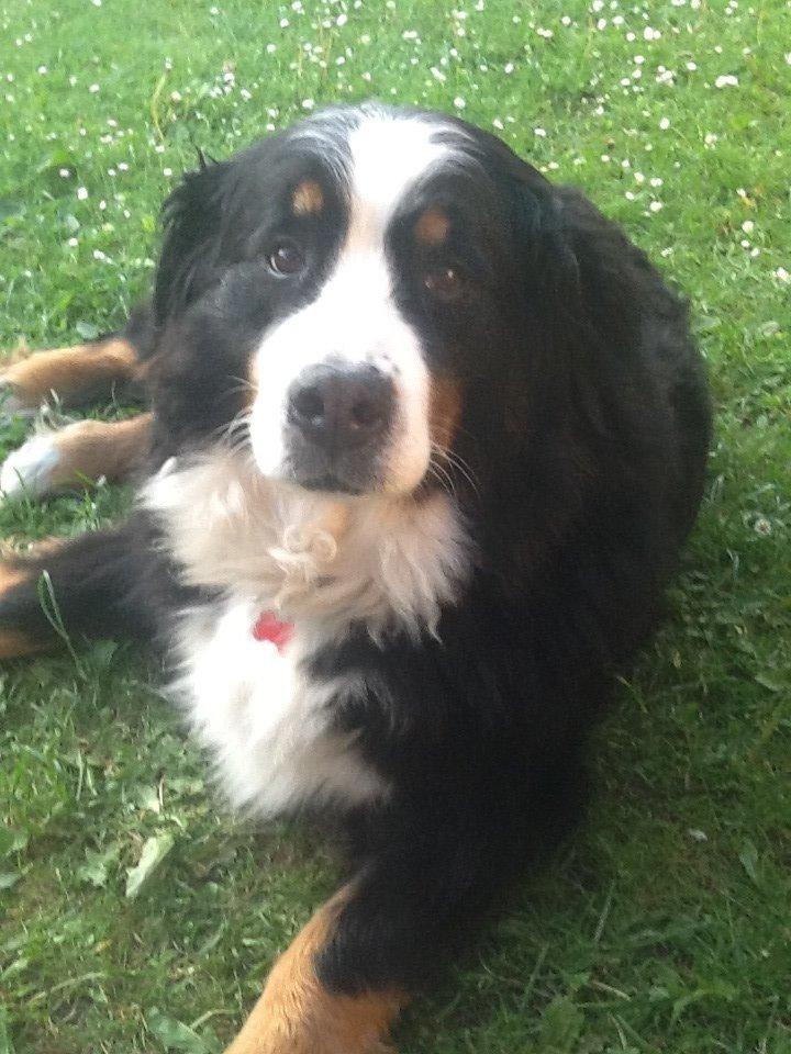 Berner sennenhund Euro Kensens Edna billede 20