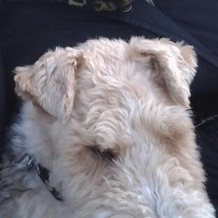 Ruhåret foxterrier <3 Lola <3 billede 23