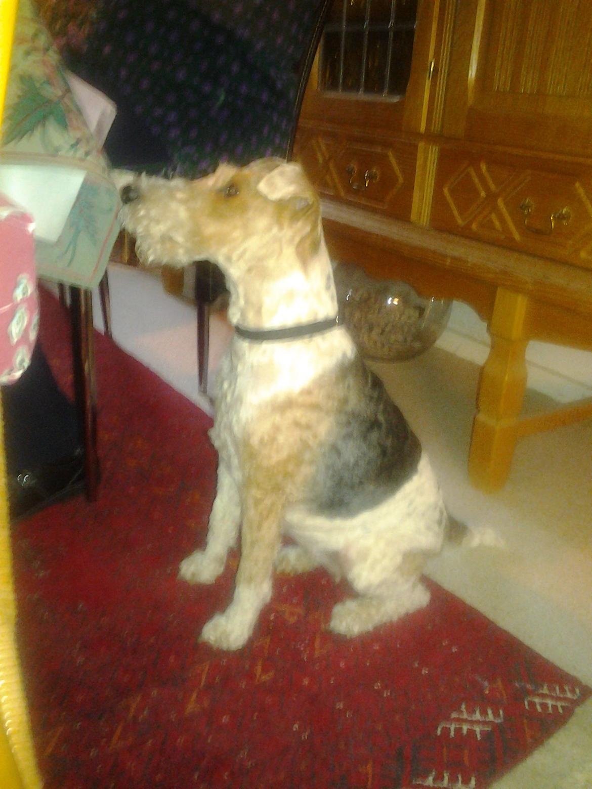 Ruhåret foxterrier <3 Lola <3 billede 24