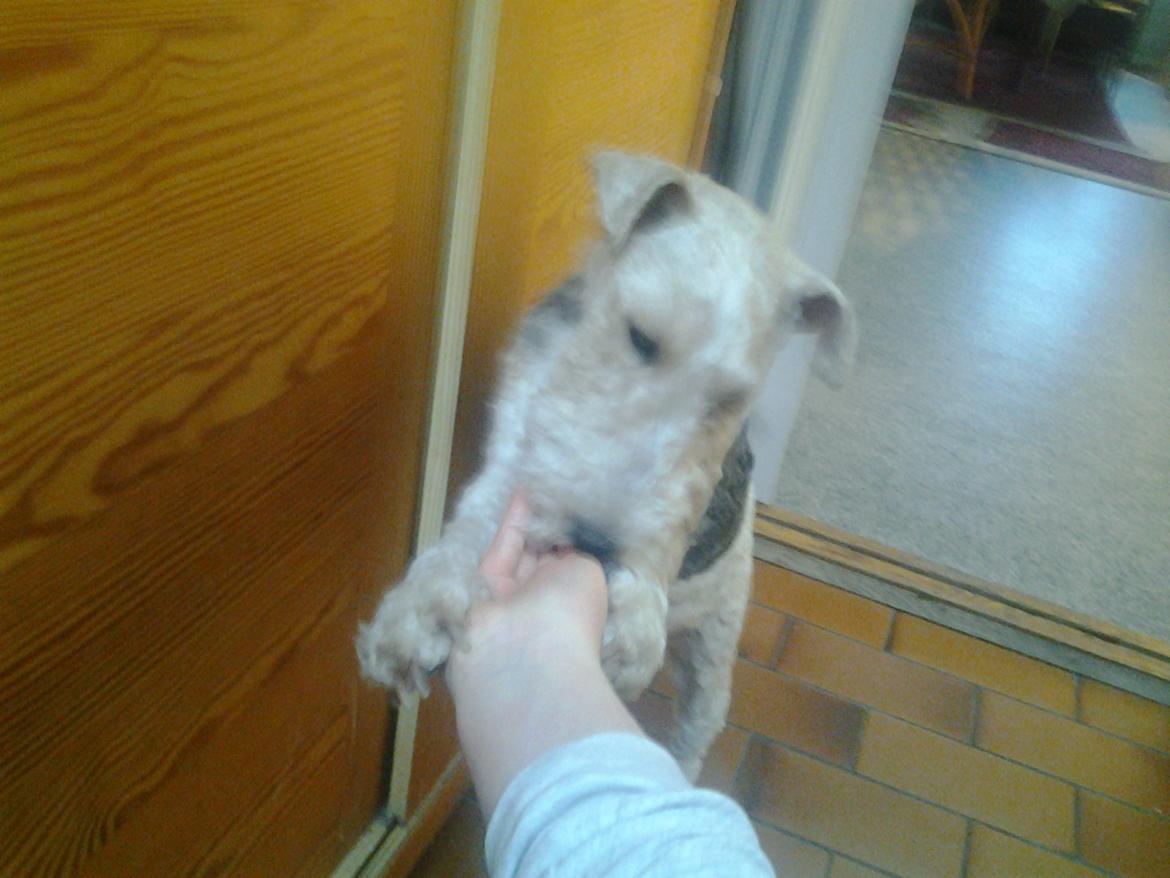 Ruhåret foxterrier <3 Lola <3 - Giv mig den :) Godbidden er min :D billede 25