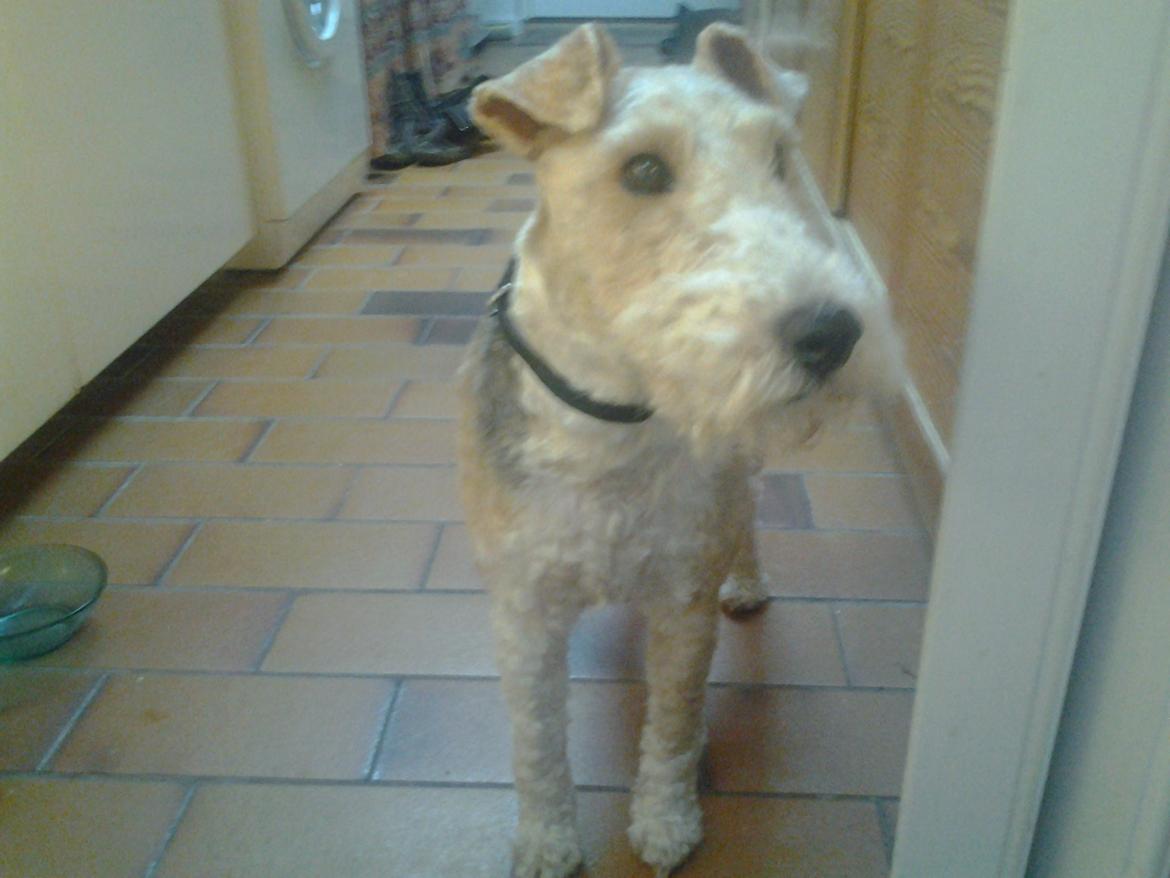 Ruhåret foxterrier <3 Lola <3 billede 26