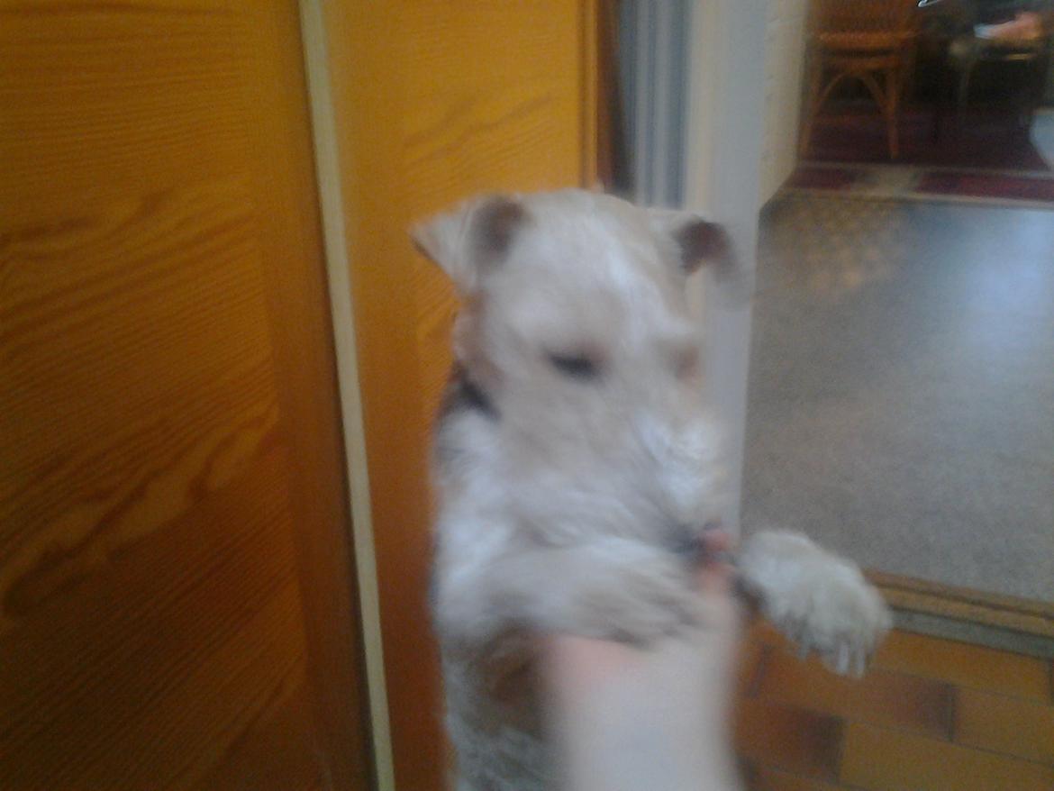 Ruhåret foxterrier <3 Lola <3 - Giv mig den nu :o) billede 27