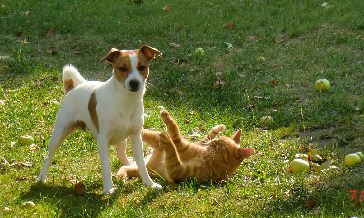 Dansk svensk gaardhund Liv billede 1