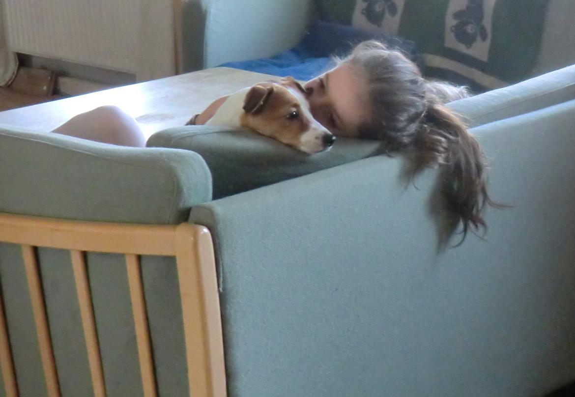 Dansk svensk gaardhund Liv billede 45