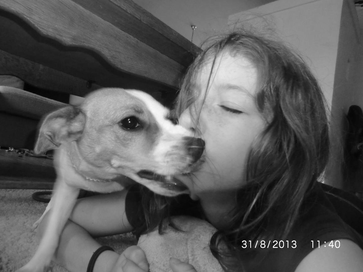 Dansk svensk gaardhund Liv billede 50