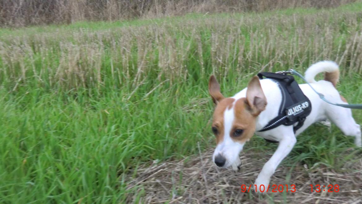 Dansk svensk gaardhund Liv billede 41