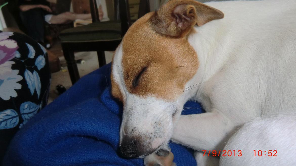 Dansk svensk gaardhund Liv billede 39