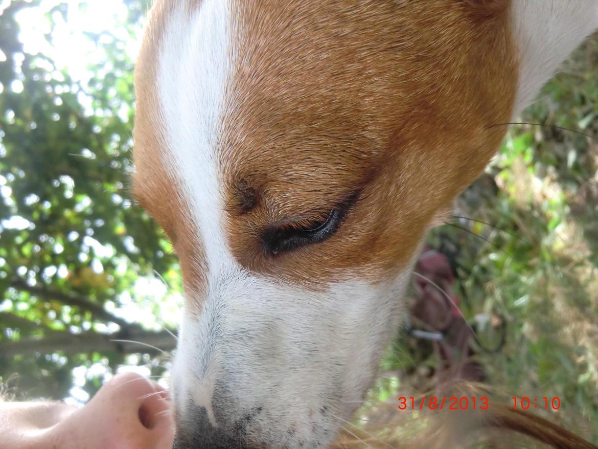 Dansk svensk gaardhund Liv billede 7