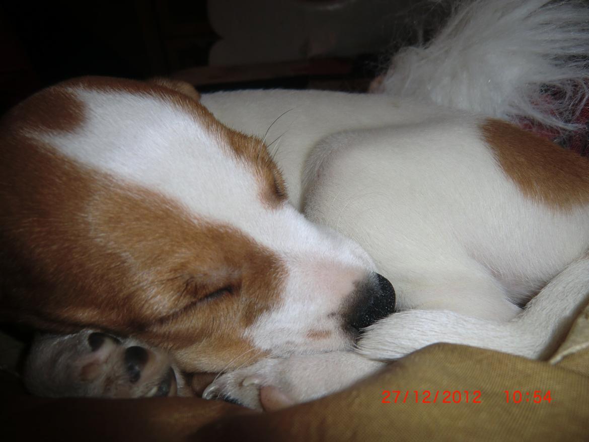 Dansk svensk gaardhund Liv billede 3