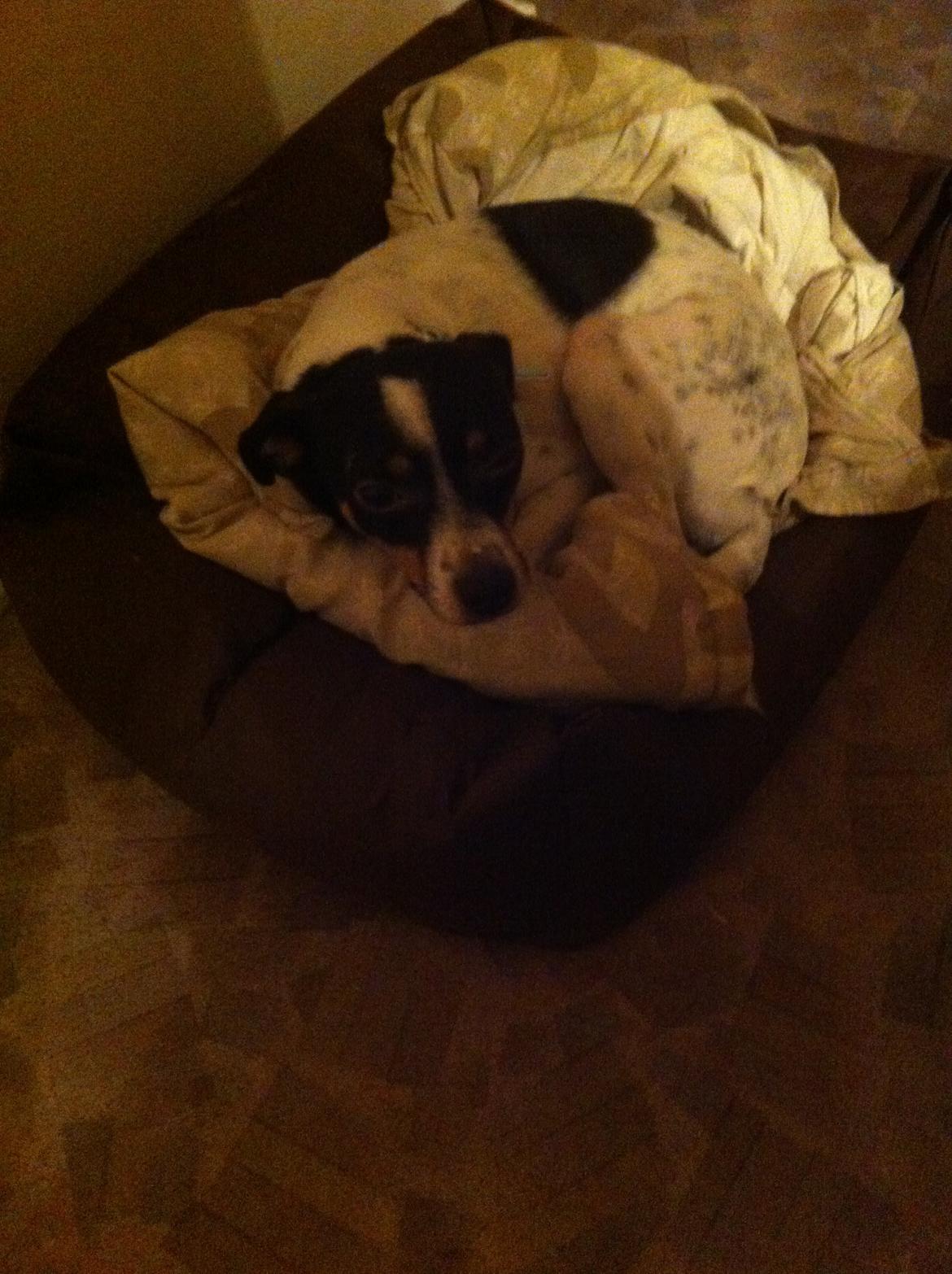 Dansk svensk gaardhund Bella billede 14