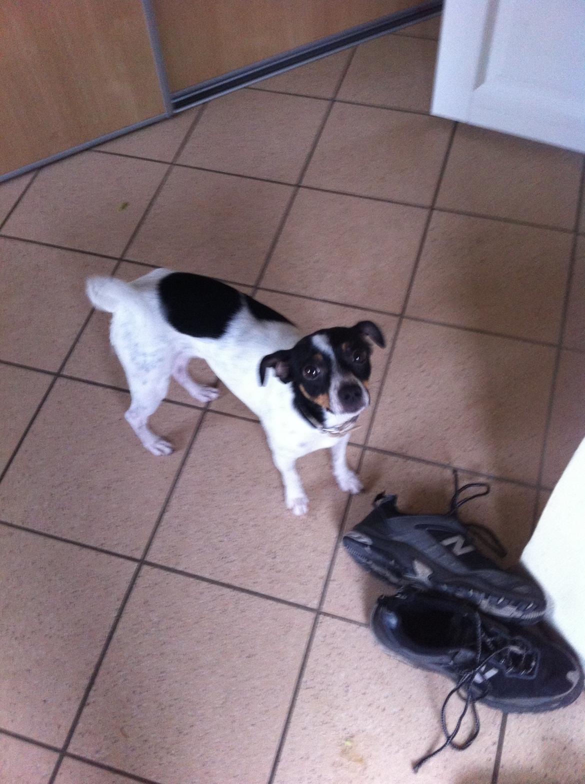 Dansk svensk gaardhund Bella billede 6