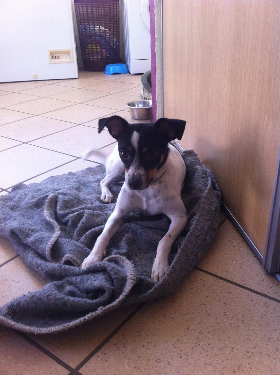 Dansk svensk gaardhund Bella billede 10