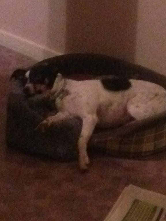 Dansk svensk gaardhund Bella billede 9