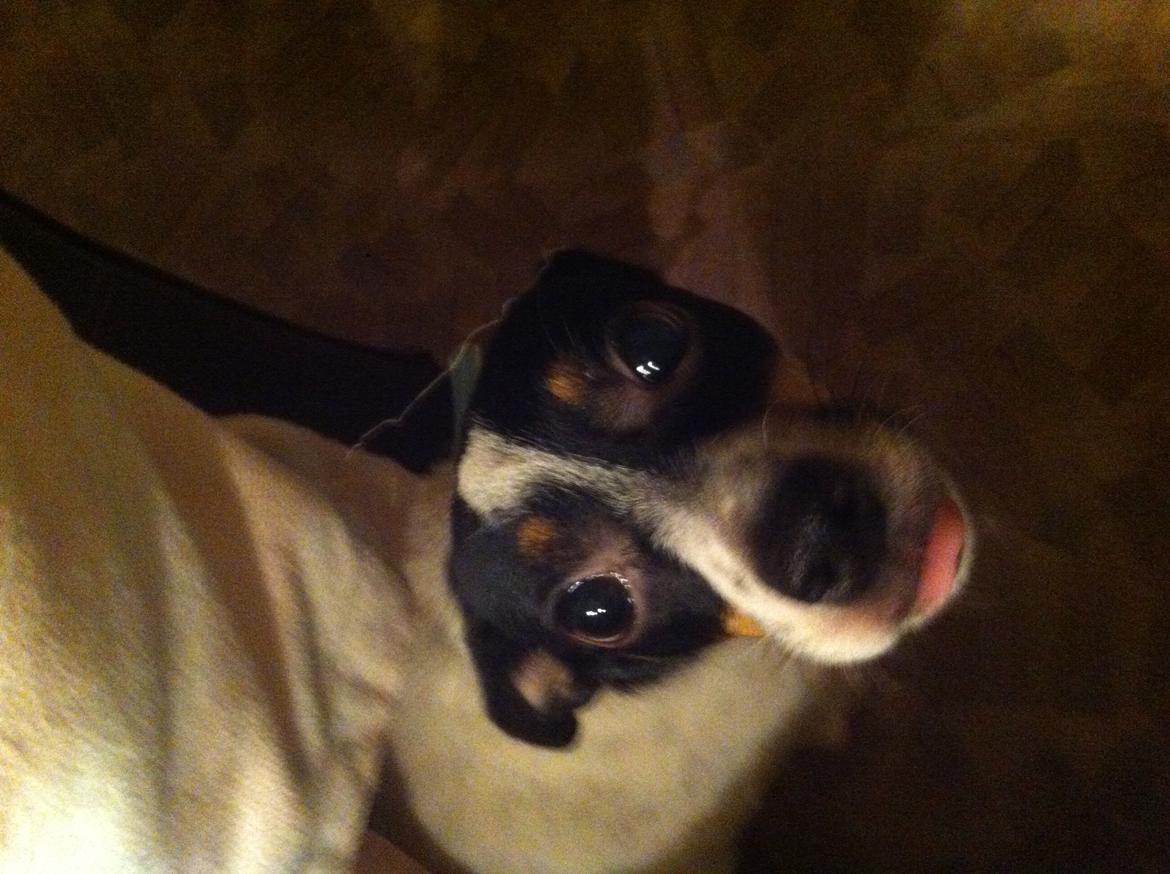 Dansk svensk gaardhund Bella billede 11