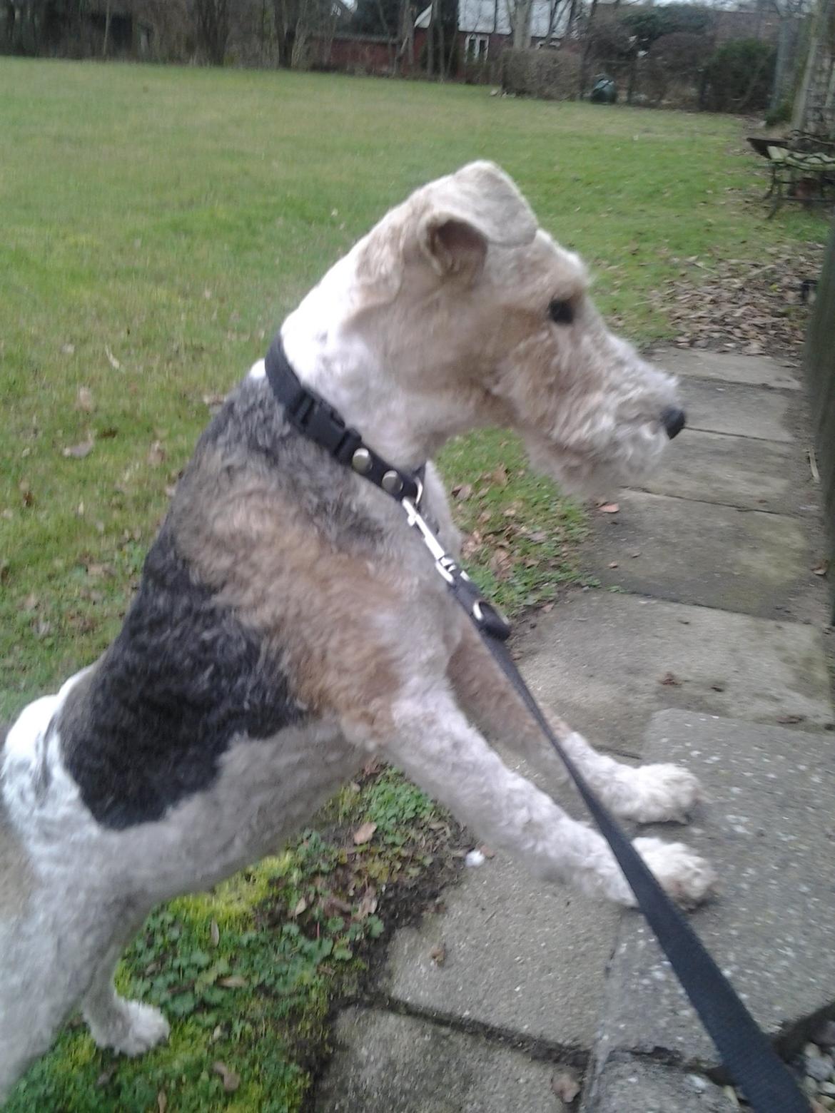 Ruhåret foxterrier <3 Lola <3 billede 10