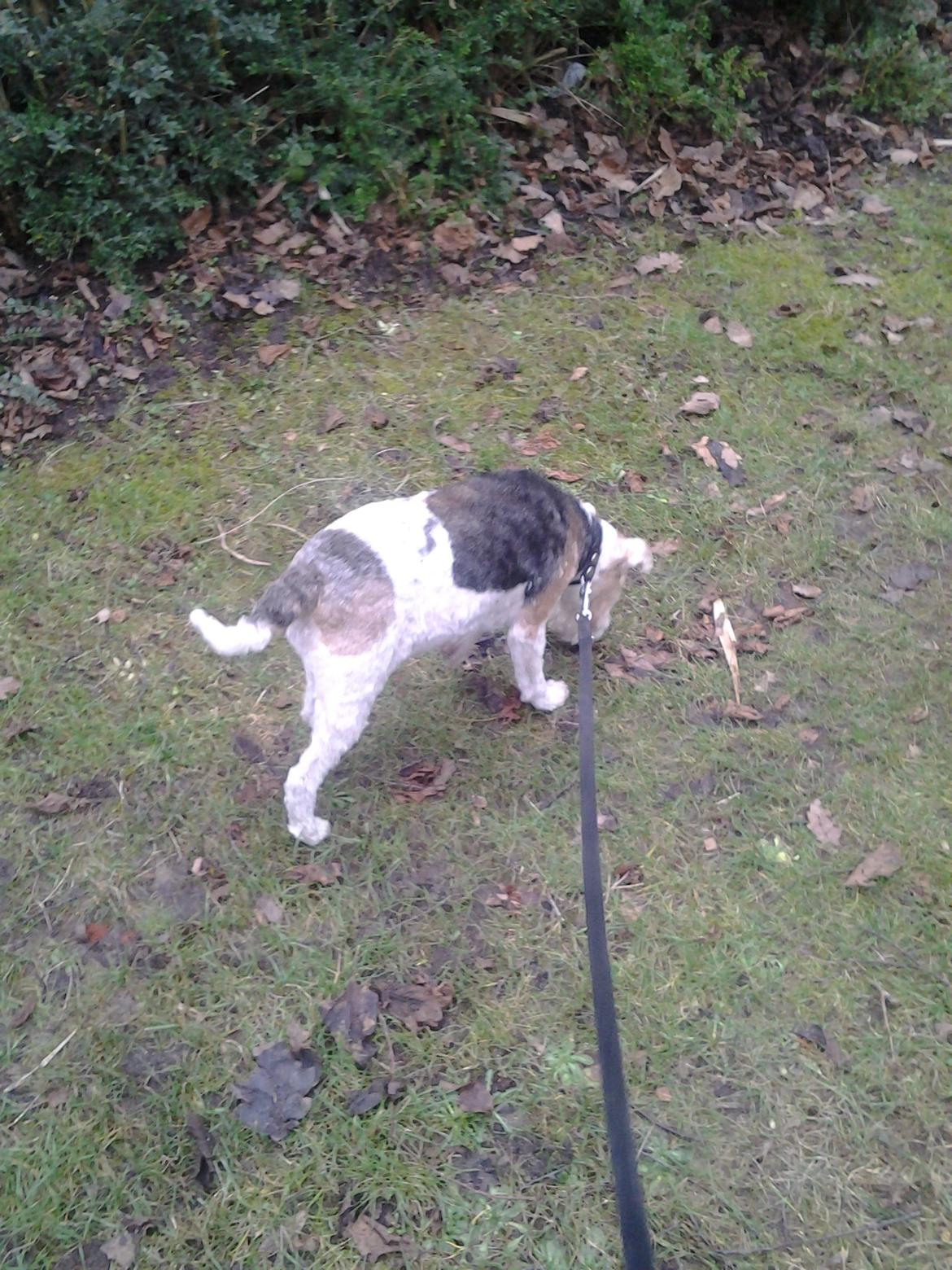 Ruhåret foxterrier <3 Lola <3 billede 28