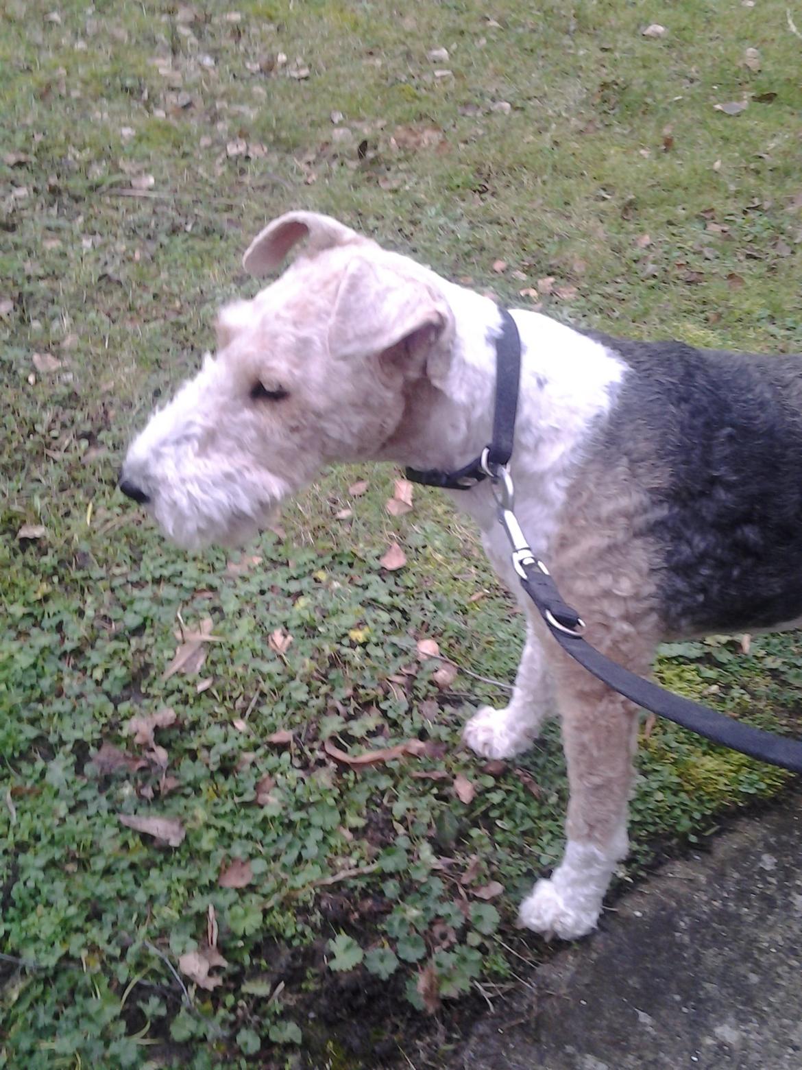 Ruhåret foxterrier <3 Lola <3 - Ude på en lille gåtur :) billede 14