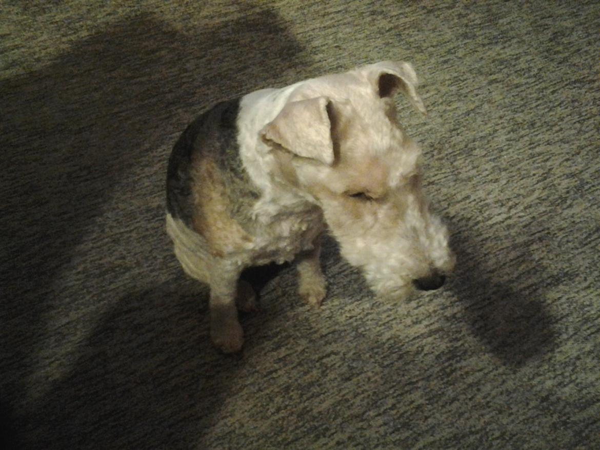 Ruhåret foxterrier <3 Lola <3 billede 29